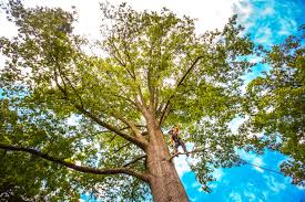 Best Tree Preservation Services  in Clearfield, UT