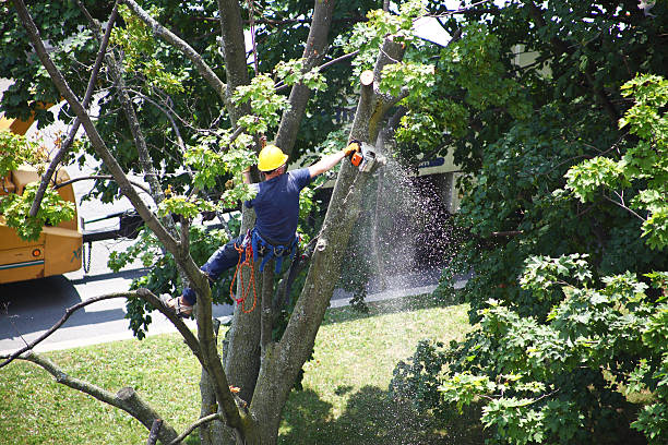 Best Lawn Irrigation Installation and Maintenance  in Clearfield, UT